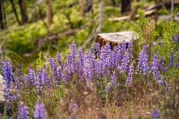 Foto auf Acrylglas Antireflex Wild Lupines in Yosemite National Park © Olga