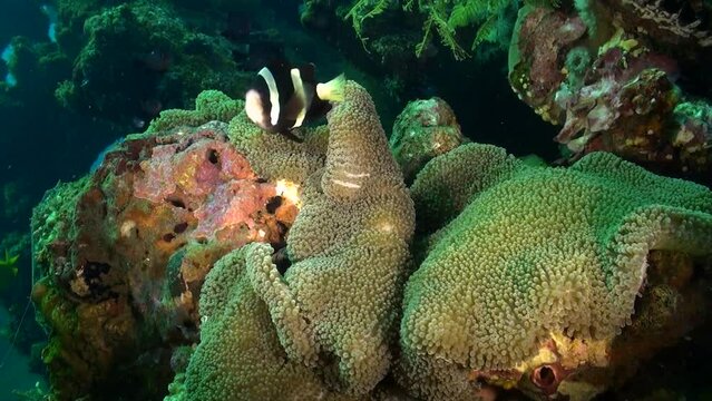 Unveiling astonishing alliance: clown fish and anemones in underwater world. Fascinating connection: unexpected collaboration between clownfish and an anemone underwater.