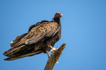 Turkey vulture (Cathartes aura) sitting on a tree.