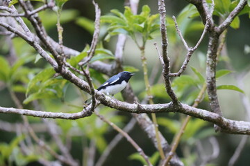Black-throated blue warbler (Setophaga caerulescens) in Jamaica