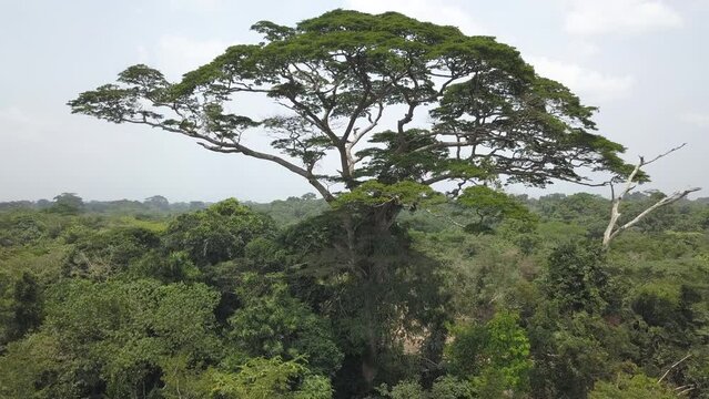 Big tree, holy tree in the Congo Basin, the equatorial rainforest in the Congo DRC, the home of the mighty pygmies.