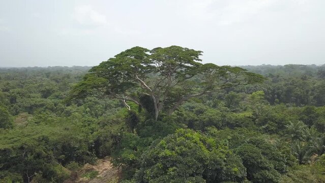 Big Tree, holy tree of the pygmies in the Congo basin, the equatorial rainforest in central Africa.