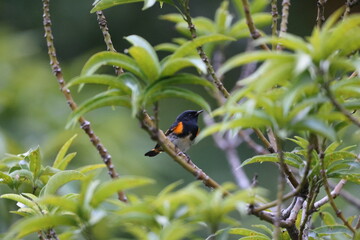 American redstart (Setophaga ruticilla)  male in Jamaica