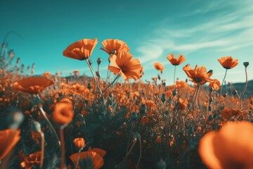 Poppy field in the mountains with blue sky - retro vintage effect