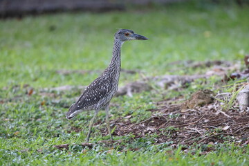 Yellow-crowned Night Heron (Nyctanassa violacea) in Jamaica