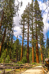 Giant Sequoia trees in Mariposa Grove, Yosemite National Park, California