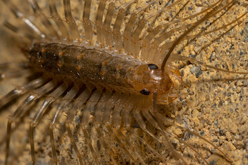 Scutigera coleoptrata insect house centipede on beige background. Close up macrophotography 