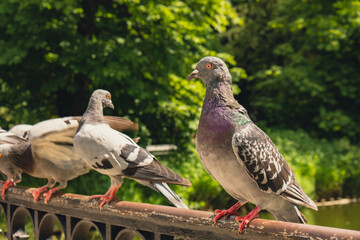 Hand feeding pigeons flying in the city. Feeding birds pigeons from hands. She holds oats in her open palms. Pigeons peck from their hands Tourist place 