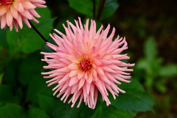 pink dahlia flower