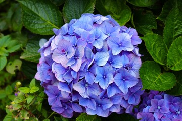 blue and purple hydrangea flower