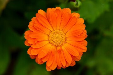 orange gerber daisy