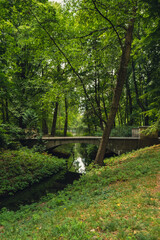 Colorful green scenery in forest park with bridge and small river. View through the summer foliage in park forest. Greenery Tree leaves Path. Nature landscape wallpaper background