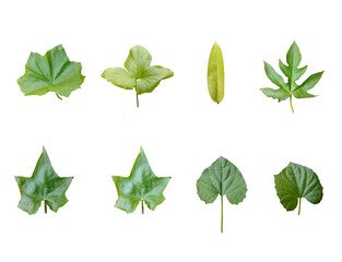 Different tropical leaves on white background