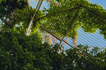 Botanical garden on the roof of the Warsaw University library modern architecture and greenery....