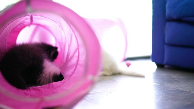 Persian cats or cute cat playing tunnel toy for funny time