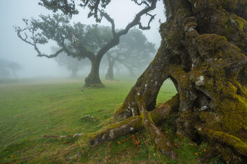 Fototapeta na wymiar Fanal forest , old mystical tree in Madeira island, Unesco