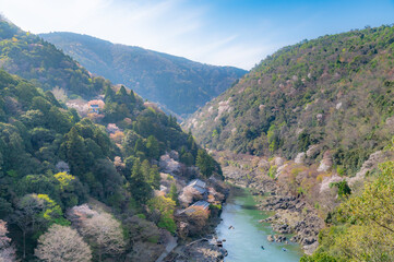 京都嵐山の桜