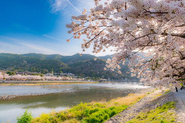 京都嵐山の桜