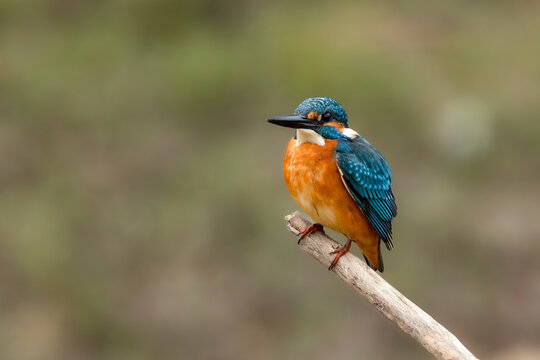 Common Kingfisher (Alcedo atthis) perched on a branch against natural bokeh background, Chiang Mai Province, Thailand