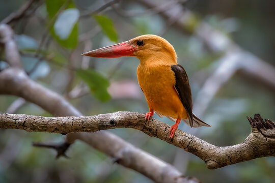 Close-up of a Brown-winged Kingfisher  (Pelargopsis amauroptera) perched on a branch against natural bpkeh background, Krabi Urban Forest, Thailand