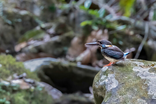 Blue-banded Kingfisher (Alcedo euryzona) perched on a litchen covered rock against natural bokeh background, Si Phang Nga National Park, Phang Nga, Thailand