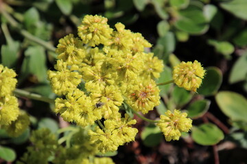 close up of yellow flowers