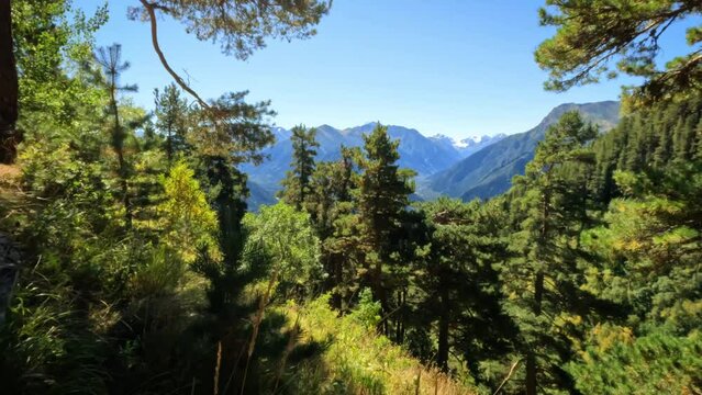 backpacking tripper pathway in the green woods, trees and frondage