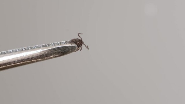 parasitiform tick Ixodidae, blood-sucking parasites in tweezers, Acariformes, carrier of dangerous disease encephalitis, illness symptoms, tick-borne disease prevention strategies, research studies