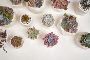 Echeveria Succulent house plant in a pot and other potted house plants on a table