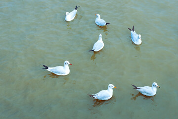 seagull family