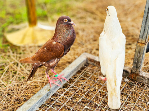 Beautiful back view of White dove with Steiger cropper brown pigeon on dry straw at the zoo