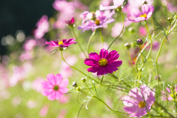 Obraz premium とよのコスモスの里のコスモス