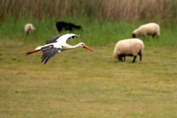 Storch