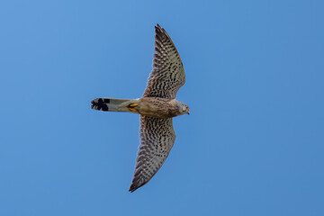 Falke