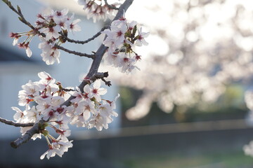 桜