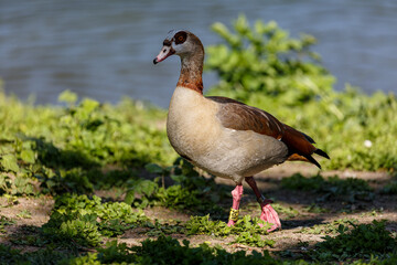 Egyprian goose on a grass field near to the lake