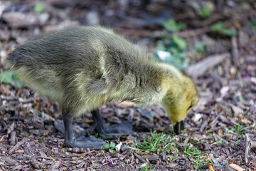 Young canadian goose in park