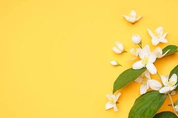 Composition with fresh jasmine flowers and leaves on color background