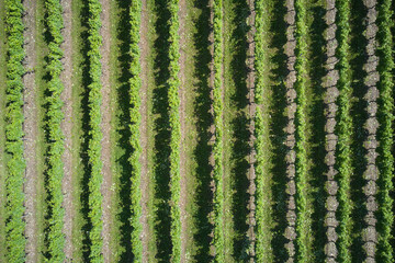 Green rows of vineyards top view. Vineyard plantation aerial view. Plantation vineyard top view. Vineyards in Italy.