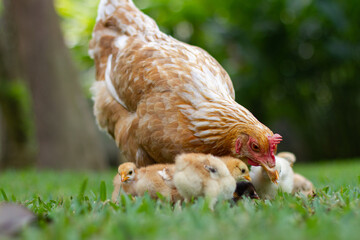 A hen with her little chickens.