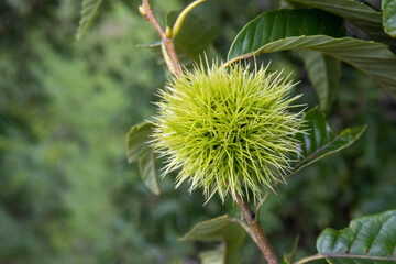 Green chestnuts on a tree before harvest.