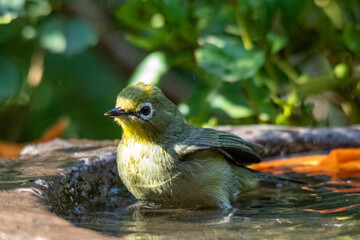 Small green bird sits in the water in a garden bird bath