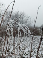 snow covered branches