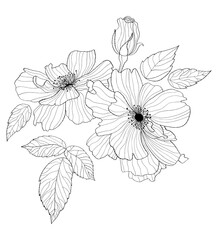 Flowers rose. Hand drawn. Vector illustration. linear plants, leaves and branches for design, decor and decoration.