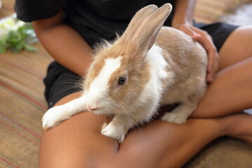 Holds the brown and white rabbit in his lap
