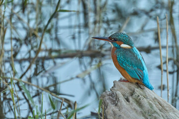 The kingfisher in the delta Ebro river, Spain