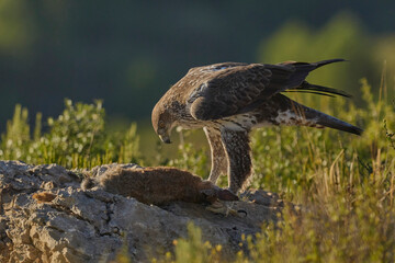 The majestic Bonelli´s eagle in Spain