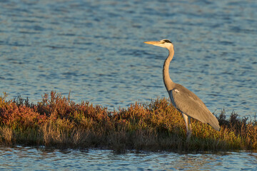 Grey heron in the delta ebro river