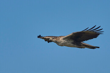 The majestic Bonelli´s eagle in flight in Spain