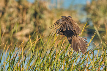 Fototapeta na wymiar western marsh harrier looking for her prey in the reeds